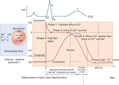 Regional dispersion of the <b>refractory</b> <b>period</b>, especially during <b>periods</b> of myocardial ischemia, is a major contributor to the development of VF. . Drugs to reduce refractory period